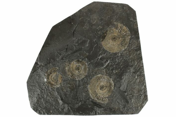 Dactylioceras Ammonite Cluster - Posidonia Shale, Germany #180429